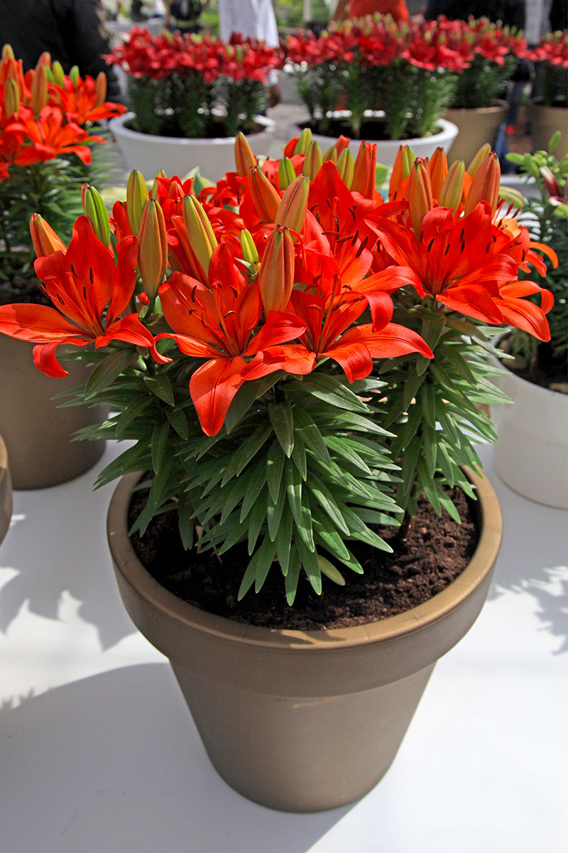 Tulips flowers  / many flowers