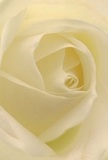 This close-up draws you into the tender heart of a cream-ivory rose, inviting your imagination to trace each perfectly curved petal as if nestled within. The arrangement, carefully crafted by a Brunswick Park florist, harmonises shades of white and soft yellow, while gentle shadows nestle in the folds, lending depth and a sense of quiet wonder. The soft, diffused lighting embraces the bloom, reminiscent of peaceful weekend mornings wandering through Brunswick Park, where tranquility reigns and each moment feels suspended in time. There's an intimacy in the composition-the matte, velvety texture of the petals calls to mind silk under the fingertips, delicate yet strong. The rose radiates a subtle, soothing scent that hints at sweet comfort and cherished memories, making it an ideal flower for sympathies, new beginnings, or simply to uplift a friend in Brunswick Park or along Oakleigh Road. The close viewpoint reflects the care and precision of the local florist, whose dedication shines through in every spiral and subtle hue. Here, floral artistry and heartfelt emotion join to express what words sometimes cannot-a soft embrace, a gentle presence, and gratitude for the small, meaningful moments that bind the community together.